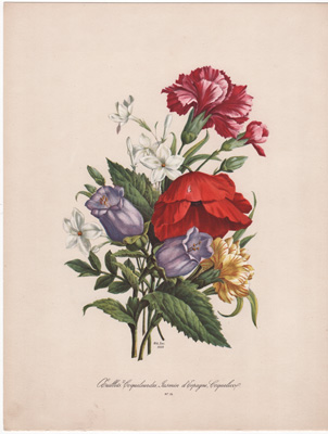 Carnations, Silene, Spanish Jasmine, Poppy